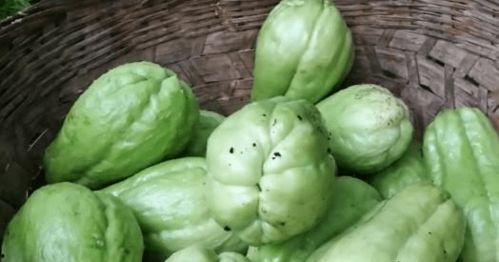 男人吃老瓜,揭秘男性养生新风尚