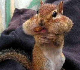 小松鼠吃瓜视频,萌态十足，网友直呼可爱爆表！