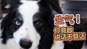 吃瓜狗特效,揭秘网络红人背后的神奇魔法