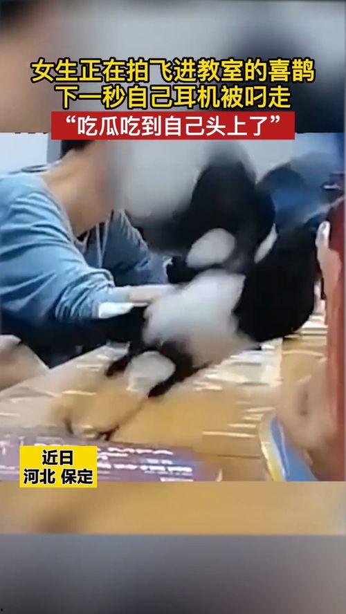 保定女子事件吃瓜,真相与舆论漩涡的碰撞