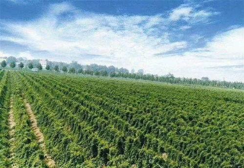 温县山野吃瓜,探寻瓜果飘香的田园秘境