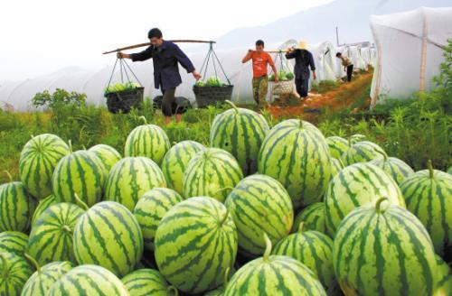 吃瓜乐吃瓜,跟随吃瓜群众，畅游欢乐瓜界