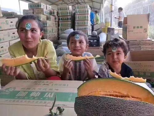 伽师吃瓜的视频