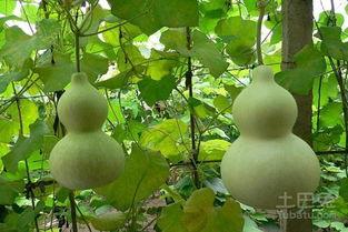 吃头孢可以吃葫芦瓜吗,安全饮食搭配指南